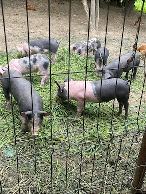 purcei de 8 saptamani
