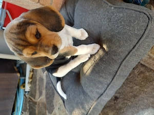 Cățelușă Beagle disponibilă  - imagine 4