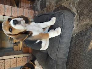 Cățelușă Beagle disponibilă  - imagine 2