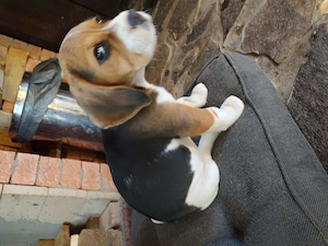 Cățelușă Beagle disponibilă  - imagine 3