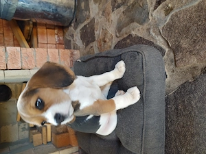 Cățelușă Beagle disponibilă  - imagine 5