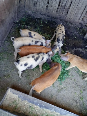 Purcei de vânzare 