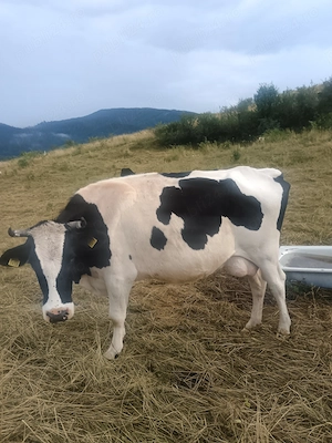 Vaca Holstein de 4 ani  - imagine 3