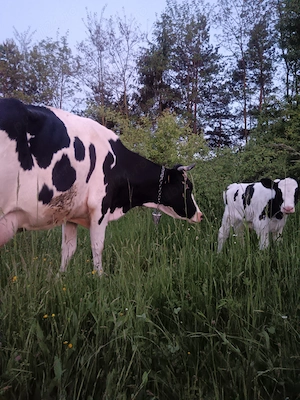Vaca Holstein de 4 ani  - imagine 5