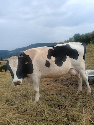 Vaca Holstein de 4 ani  - imagine 2