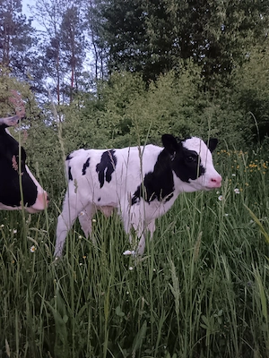 Vaca Holstein de 4 ani  - imagine 4