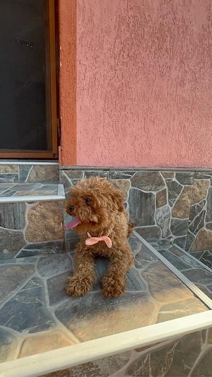 Pudel Red 