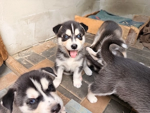 puiuti husky siberian
