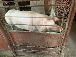 Porci pentru sacrificat