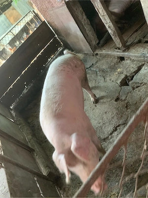 Porci pentru sacrificat - imagine 3