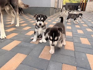 puiuti husky siberian - imagine 3