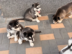 puiuti husky siberian - imagine 4