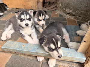 puiuti husky siberian - imagine 2