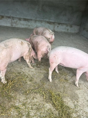 vand porci  - imagine 4