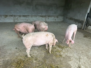 vand porci 