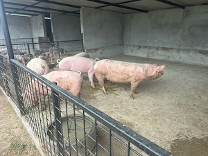vand porci  - imagine 2