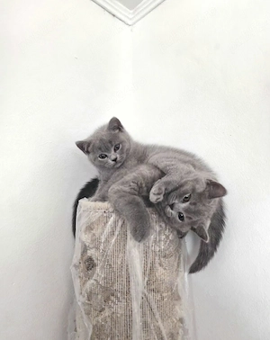 Motănel British Shorthair Blue