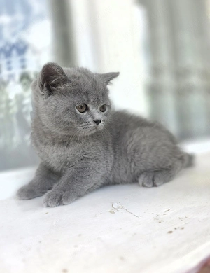 Motănel British Shorthair Blue - imagine 2