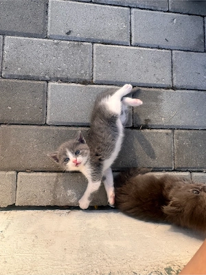 pui british shorthair