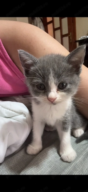pui british shorthair - imagine 2