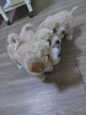 Vând pui maltipoo vaccinați și deparazitați  - imagine 3