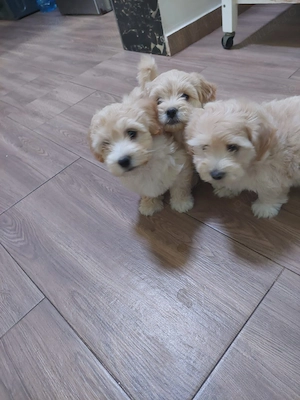 Vând pui maltipoo vaccinați și deparazitați  - imagine 4