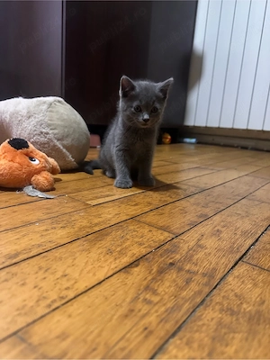pui british shorthair - imagine 4