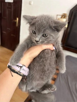 pui british shorthair - imagine 3
