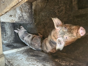 2 porci grasi de vanzare