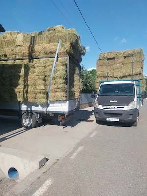 Vând baloți de lucernă verde și măruntă 