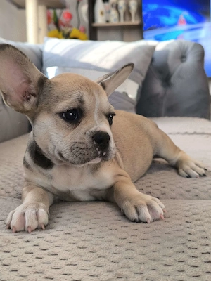 Cățeluși de buldog francez cauta căsuța