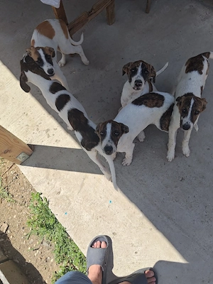 Căței pentru adoptie . - imagine 2