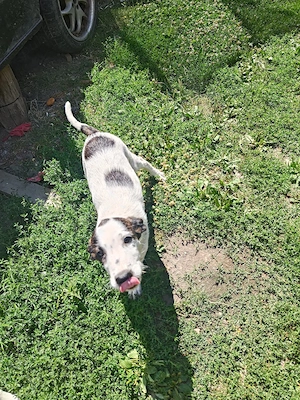 Căței pentru adoptie . - imagine 5