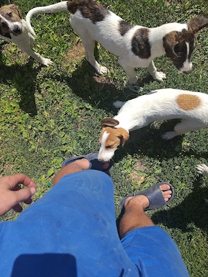 Căței pentru adoptie . - imagine 4
