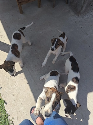 Căței pentru adoptie .