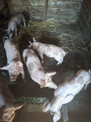 Purcei,caut stăpân 