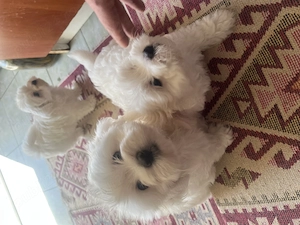 Vand pui de Bichon !