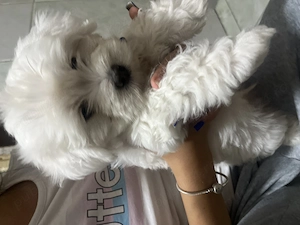 Vand pui de Bichon ! - imagine 4