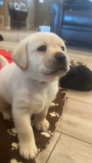 Labrador jucaus 