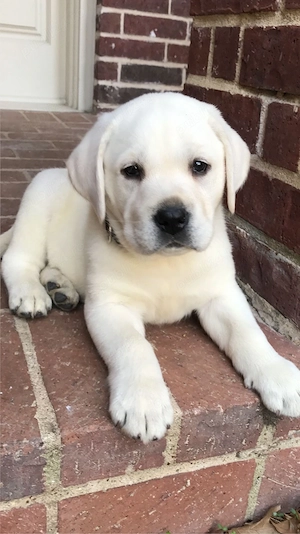 Labrador jucaus  - imagine 3