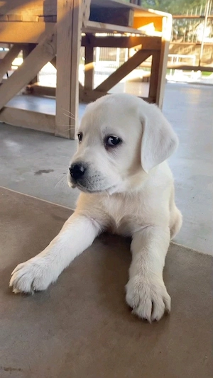 Labrador jucaus  - imagine 2
