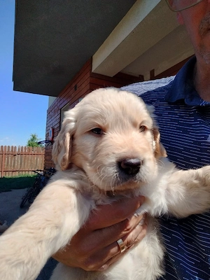 Pui GOLDEN RETRIEVER, rasă pură, dețin ambii părinți 