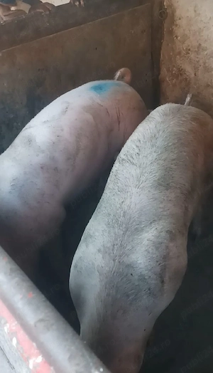Porci 85-140 kg  - imagine 5