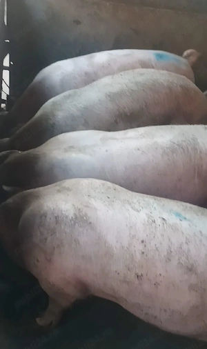 Porci 85-140 kg  - imagine 2