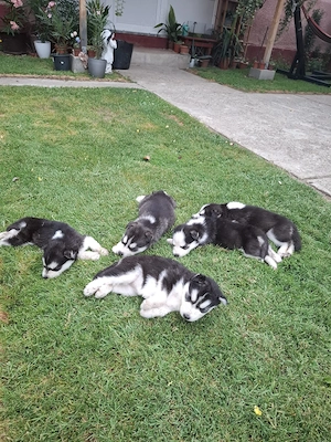 Căței husky siberian  - imagine 2