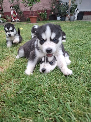 Căței husky siberian  - imagine 4