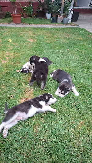Căței husky siberian  - imagine 3