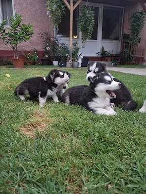 Căței husky siberian  - imagine 5