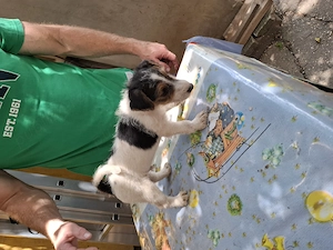 Pui foxterrier par sarmos - imagine 4