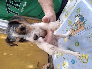 Pui foxterrier par sarmos - imagine 3